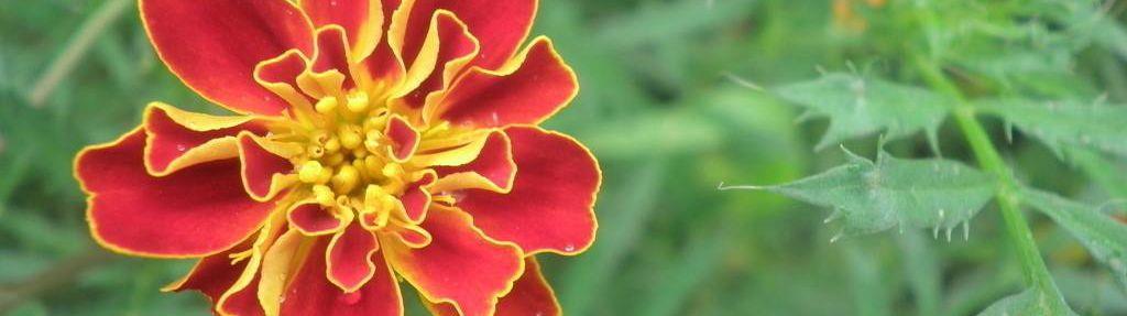 marigold extract