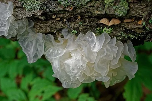Organic Tremella Tremella fuciformis Organic Tremella Tremella fuciformis