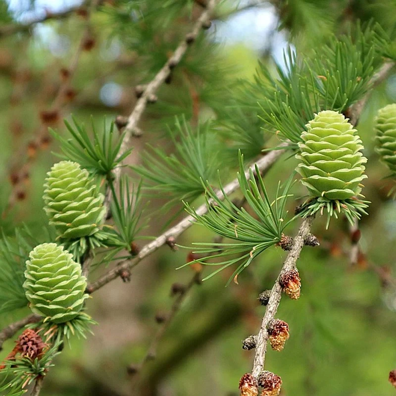 Larix gmelinii Rupr Kuzen Larix gmelinii Rupr Kuzen