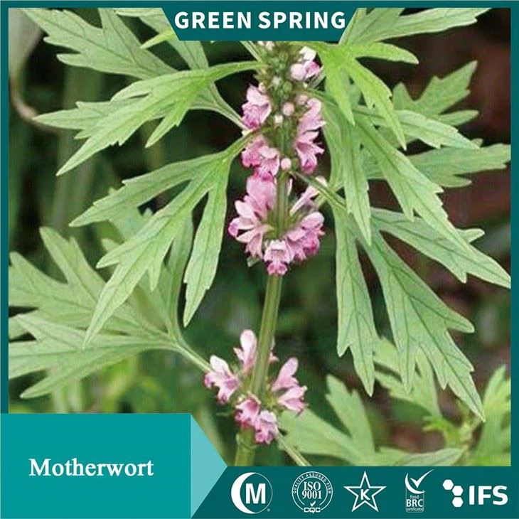 Motherwort